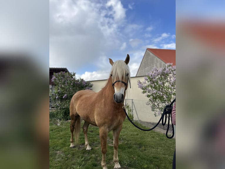 Edelbluthaflinger Wallach 2 Jahre 148 cm Fuchs in Erdweg