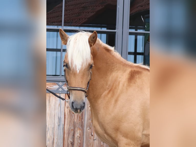 Edelbluthaflinger Wallach 2 Jahre 148 cm Fuchs in Ebermannsdorf