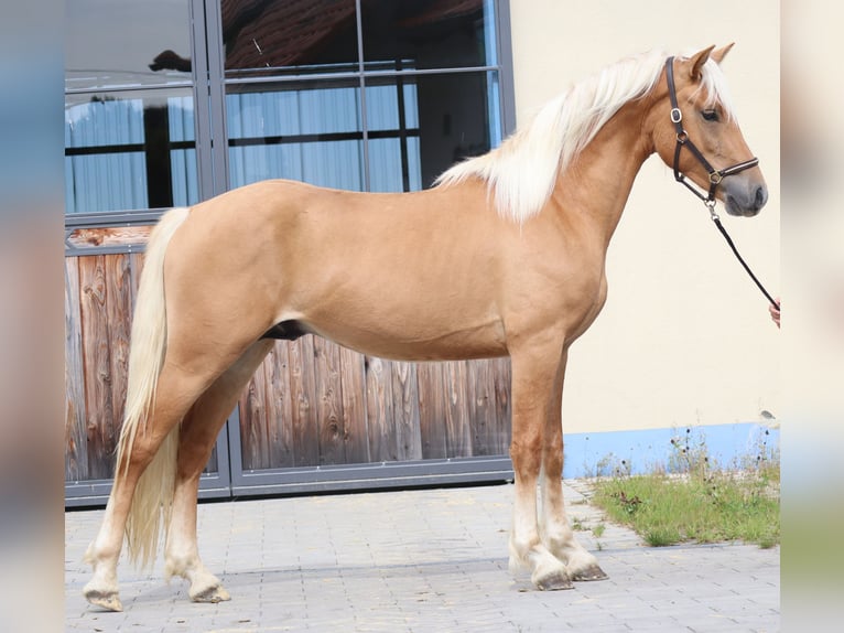 Edelbluthaflinger Wallach 2 Jahre 148 cm Fuchs in Ebermannsdorf