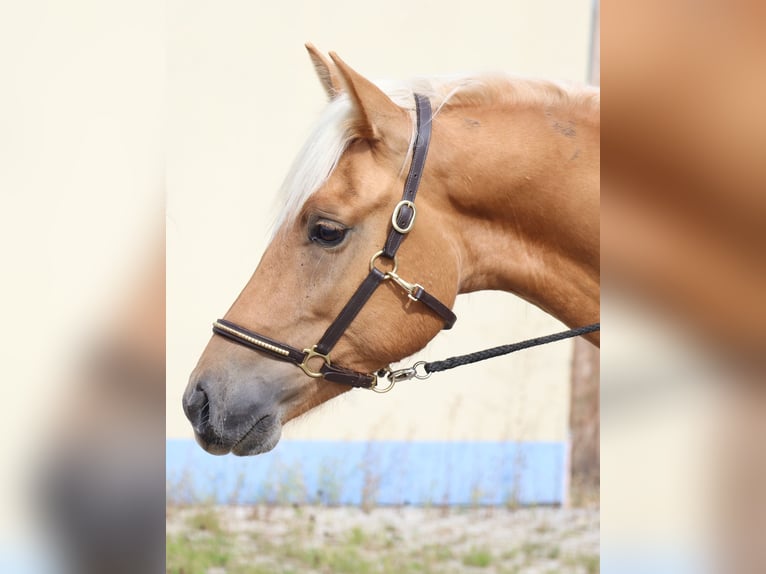 Edelbluthaflinger Wallach 2 Jahre 148 cm Fuchs in Ebermannsdorf