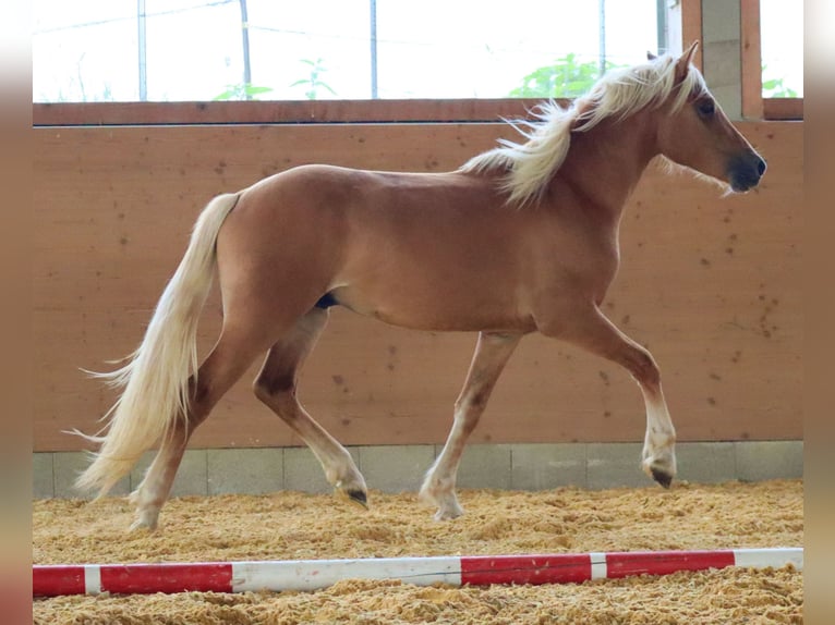 Edelbluthaflinger Wallach 2 Jahre 148 cm Fuchs in Ebermannsdorf