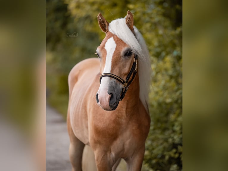 Edelbluthaflinger Wallach 2 Jahre 149 cm Fuchs in Bayreuth