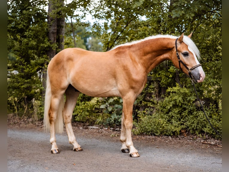 Edelbluthaflinger Wallach 2 Jahre 149 cm Fuchs in Bayreuth