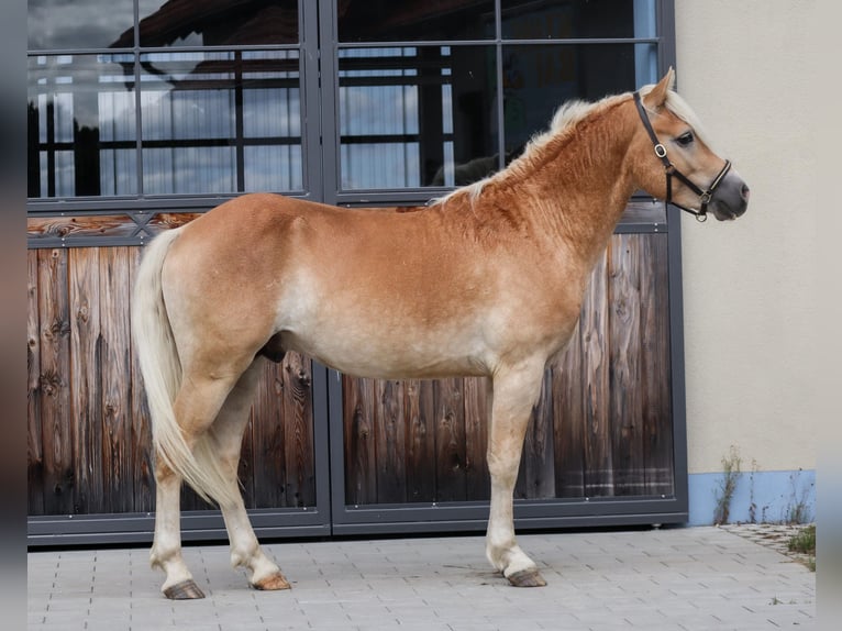 Edelbluthaflinger Wallach 2 Jahre Fuchs in Ebermannsdorf