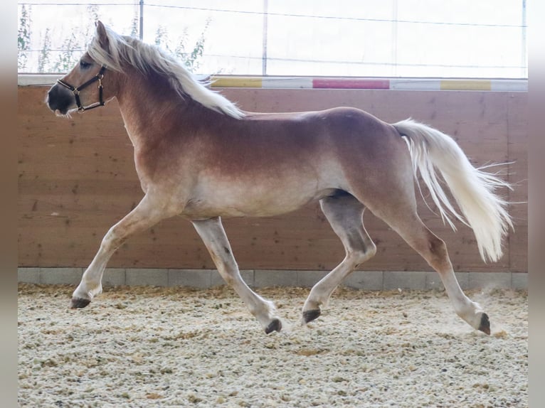 Edelbluthaflinger Wallach 2 Jahre Fuchs in Ebermannsdorf