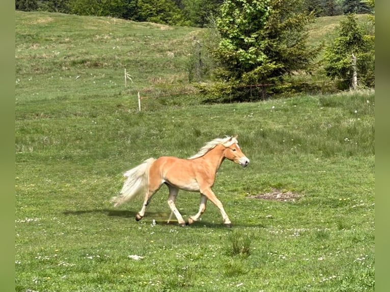Edelbluthaflinger Wallach 2 Jahre Fuchs in Miesbach
