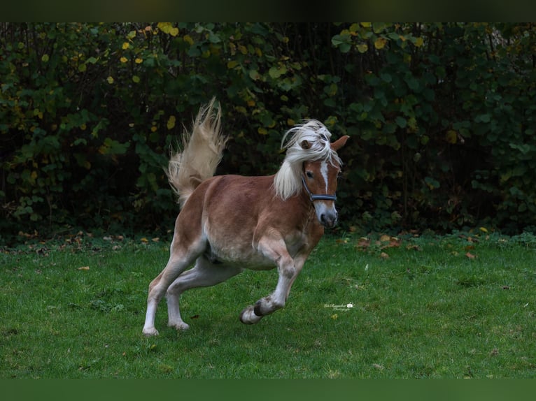 Edelbluthaflinger Wallach 3 Jahre 137 cm Fuchs in Binswangen