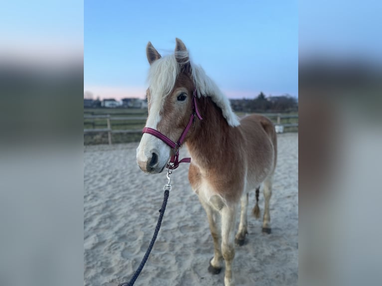 Edelbluthaflinger Wallach 3 Jahre 140 cm  in Hannover