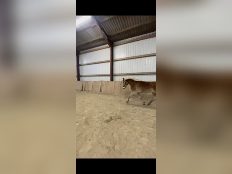 Edelbluthaflinger Wallach 3 Jahre 140 cm  in Hannover