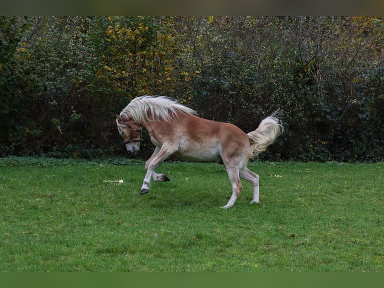 Edelbluthaflinger Wallach 3 Jahre 144 cm Fuchs in Binswangen