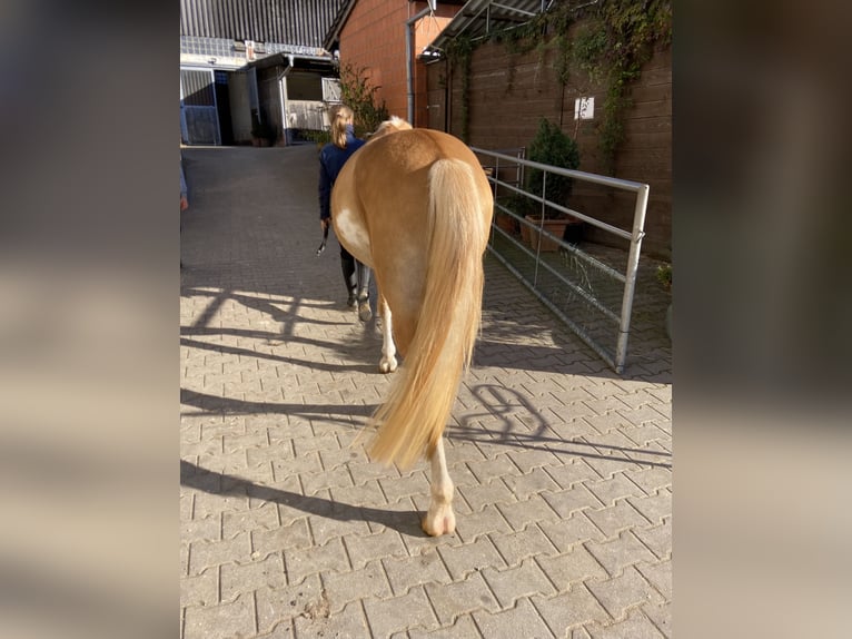 Edelbluthaflinger Wallach 3 Jahre 145 cm Palomino in Viersen