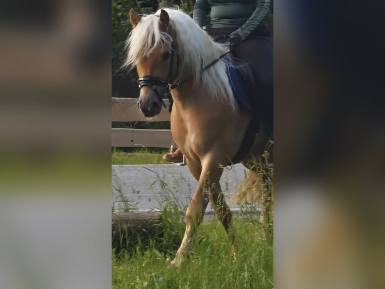 Edelbluthaflinger Wallach 3 Jahre 146 cm Fuchs in Bayrischzell