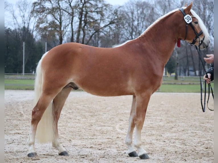 Edelbluthaflinger Wallach 3 Jahre 147 cm Fuchs in Bayreuth