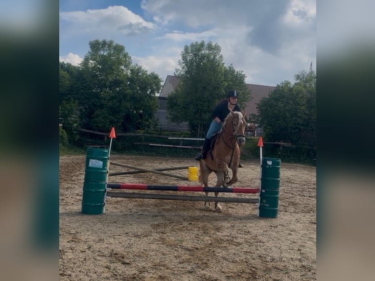 Edelbluthaflinger Wallach 3 Jahre 147 cm Fuchs in Erdweg
