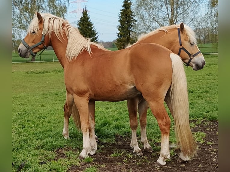 Edelbluthaflinger Wallach 3 Jahre 148 cm Dunkelfuchs in Diepholz