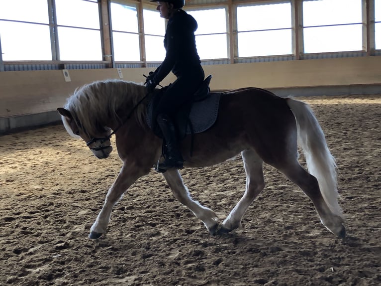 Edelbluthaflinger Wallach 3 Jahre 148 cm Fuchs in Tussenhausen