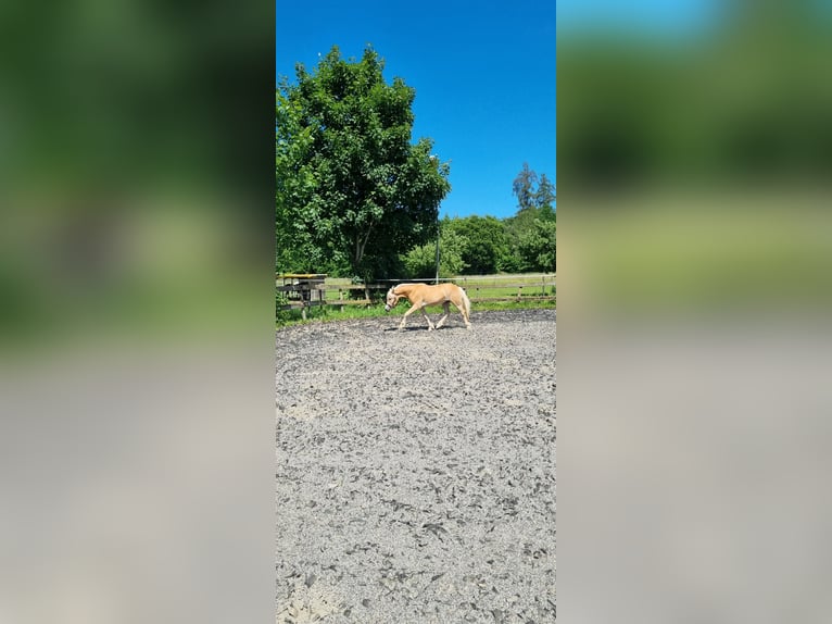 Edelbluthaflinger Wallach 3 Jahre 149 cm Fuchs in Berg