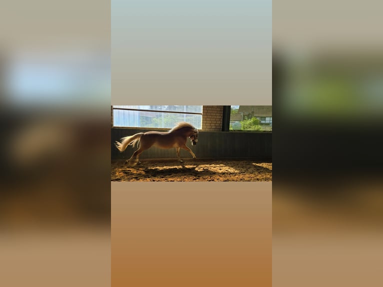 Edelbluthaflinger Wallach 3 Jahre 149 cm Fuchs in Kamen