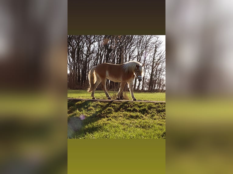 Edelbluthaflinger Wallach 3 Jahre 149 cm Fuchs in Kamen