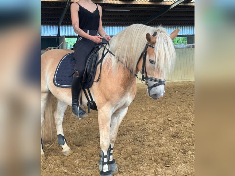 Edelbluthaflinger Wallach 3 Jahre 149 cm Fuchs in Kamen