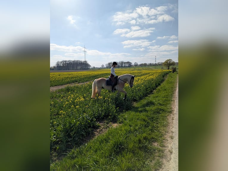 Edelbluthaflinger Wallach 3 Jahre 149 cm Fuchs in Kamen
