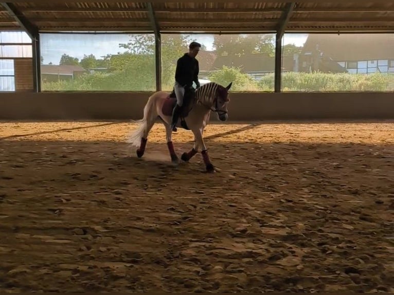 Edelbluthaflinger Wallach 3 Jahre 149 cm Fuchs in Kamen