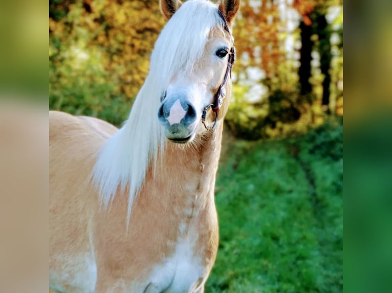 Edelbluthaflinger Wallach 3 Jahre 149 cm Fuchs in Kamen