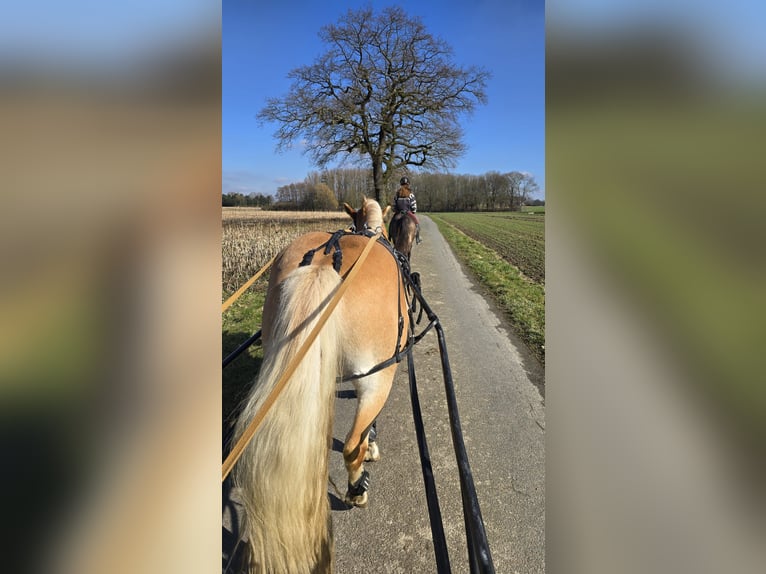 Edelbluthaflinger Wallach 3 Jahre 149 cm Fuchs in Kamen