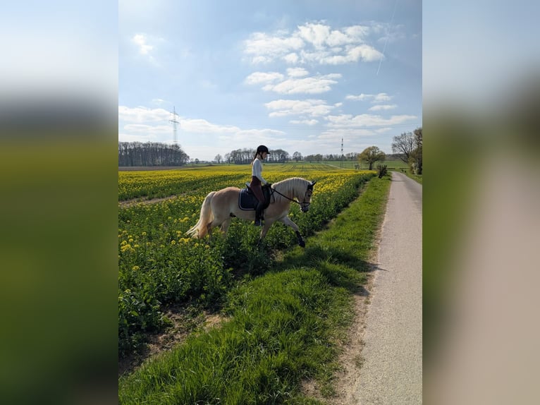 Edelbluthaflinger Wallach 3 Jahre 149 cm Fuchs in Kamen