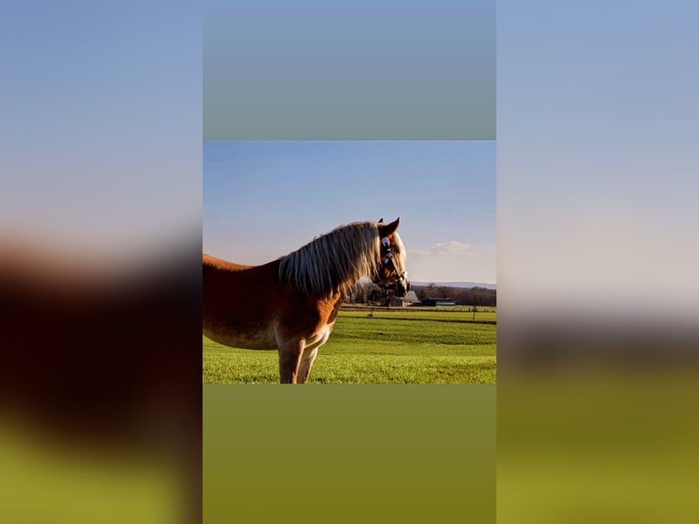 Edelbluthaflinger Wallach 3 Jahre 149 cm Fuchs in Kamen