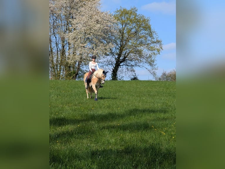Edelbluthaflinger Wallach 3 Jahre 149 cm Fuchs in Kamen