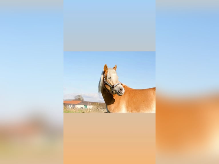 Edelbluthaflinger Wallach 3 Jahre 149 cm Fuchs in Kamen