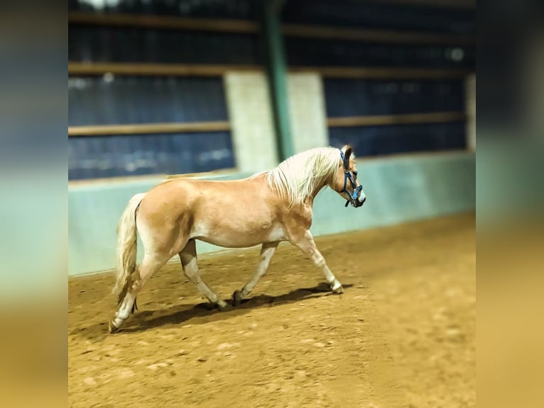 Edelbluthaflinger Wallach 3 Jahre 149 cm Fuchs in Kamen