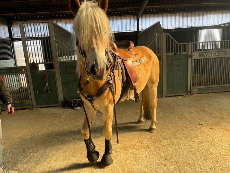 Edelbluthaflinger Wallach 3 Jahre 149 cm Fuchs in Kamen