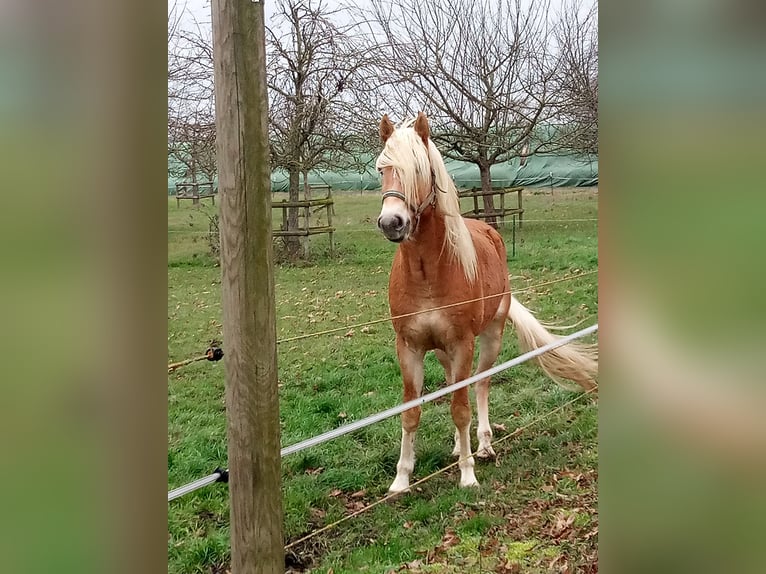 Edelbluthaflinger Wallach 3 Jahre 150 cm  in Hamm