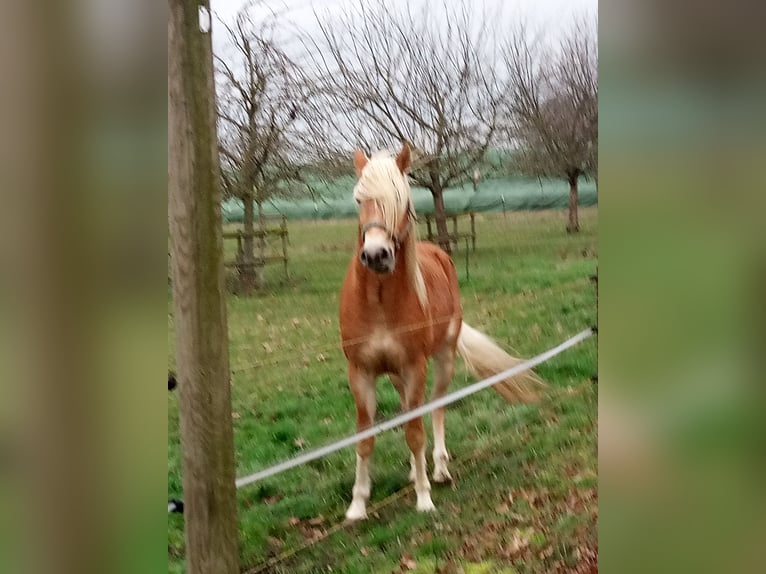 Edelbluthaflinger Wallach 3 Jahre 150 cm  in Hamm