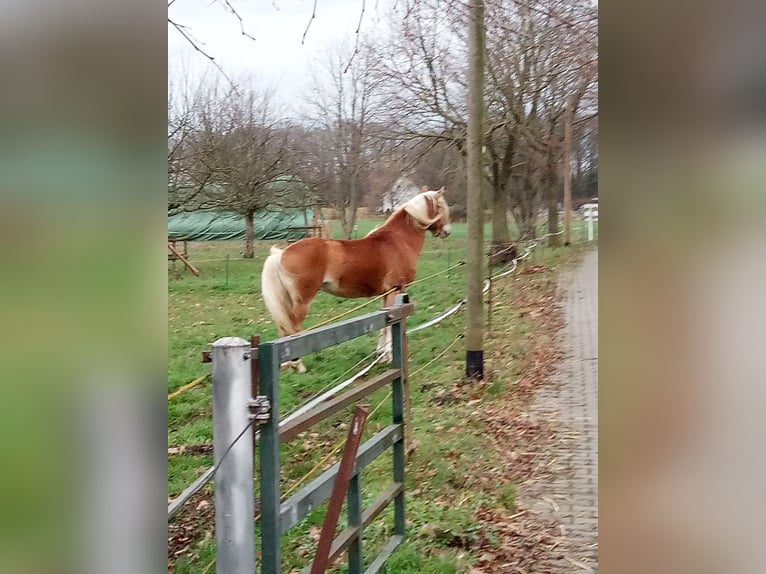 Edelbluthaflinger Wallach 3 Jahre 150 cm  in Hamm