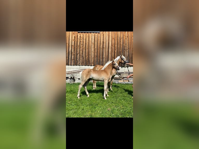 Edelbluthaflinger Wallach 3 Jahre 150 cm Fuchs in Fischen