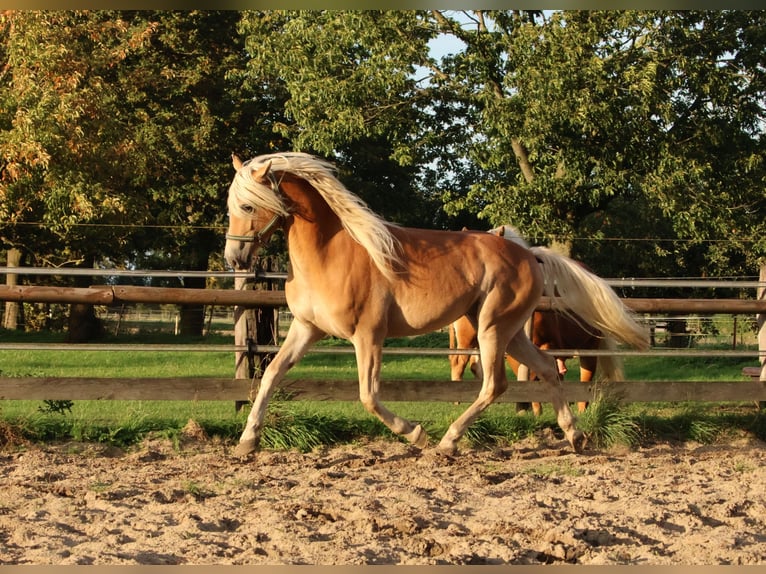 Edelbluthaflinger Wallach 3 Jahre 150 cm Fuchs in Hamm