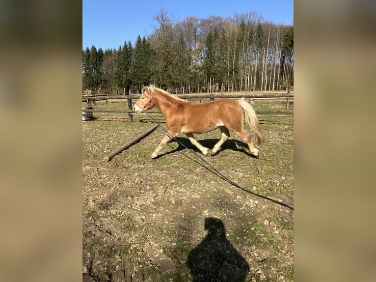 Edelbluthaflinger Wallach 3 Jahre 150 cm Hellbrauner in Lienen