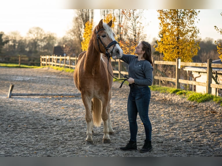 Edelbluthaflinger Wallach 3 Jahre 150 cm Hellbrauner in Lienen