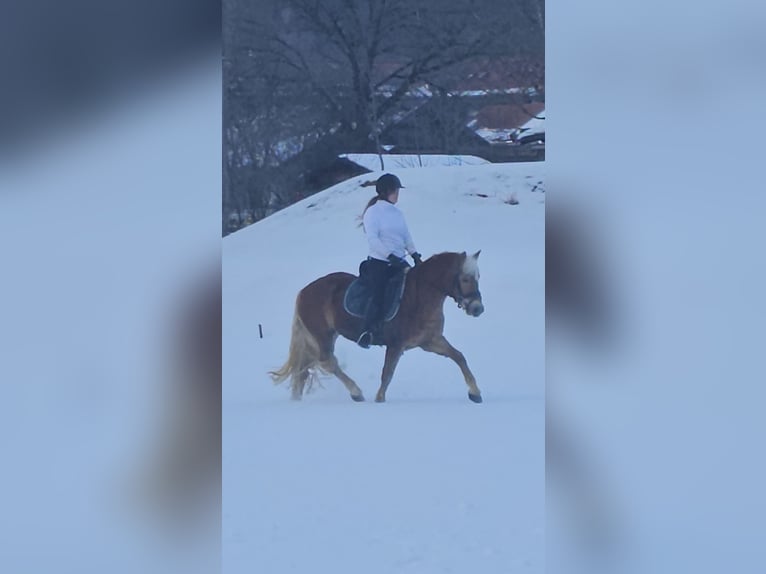 Edelbluthaflinger Wallach 4 Jahre 142 cm Fuchs in Bayrischzell