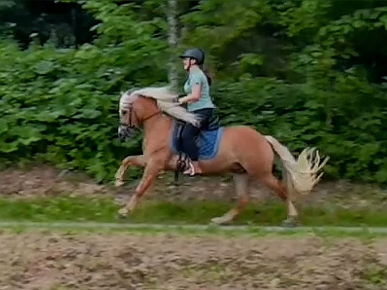 Edelbluthaflinger Wallach 4 Jahre 142 cm Fuchs in Bayrischzell