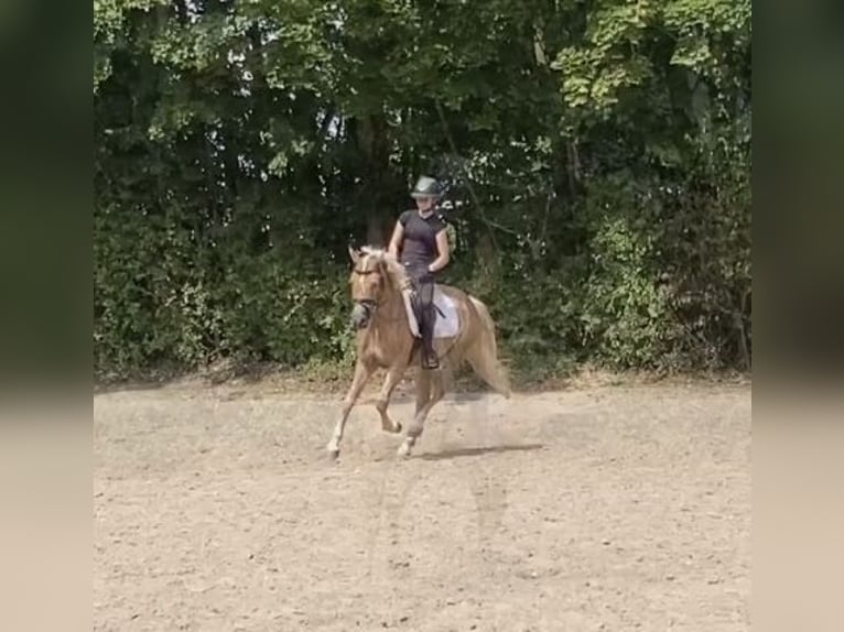 Edelbluthaflinger Wallach 4 Jahre 144 cm Palomino in Viersen