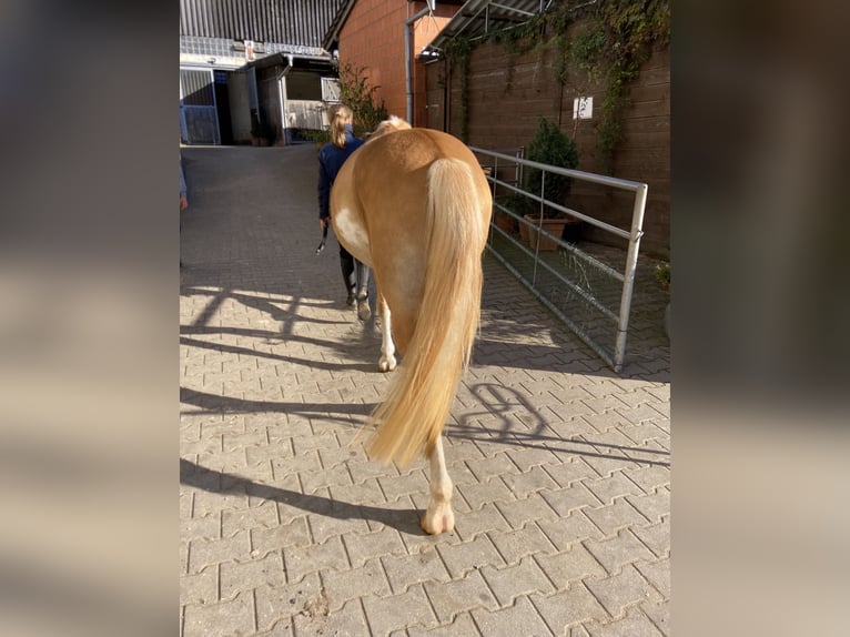 Edelbluthaflinger Wallach 4 Jahre 145 cm in Viersen