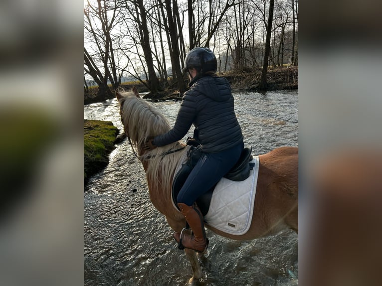 Edelbluthaflinger Wallach 4 Jahre 146 cm Fuchs in Schleusingen