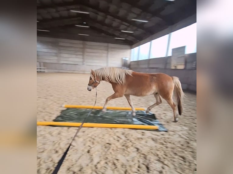 Edelbluthaflinger Wallach 4 Jahre 146 cm Fuchs in Schleusingen