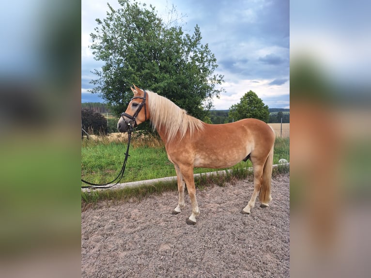 Edelbluthaflinger Wallach 4 Jahre 146 cm Fuchs in Schleusingen