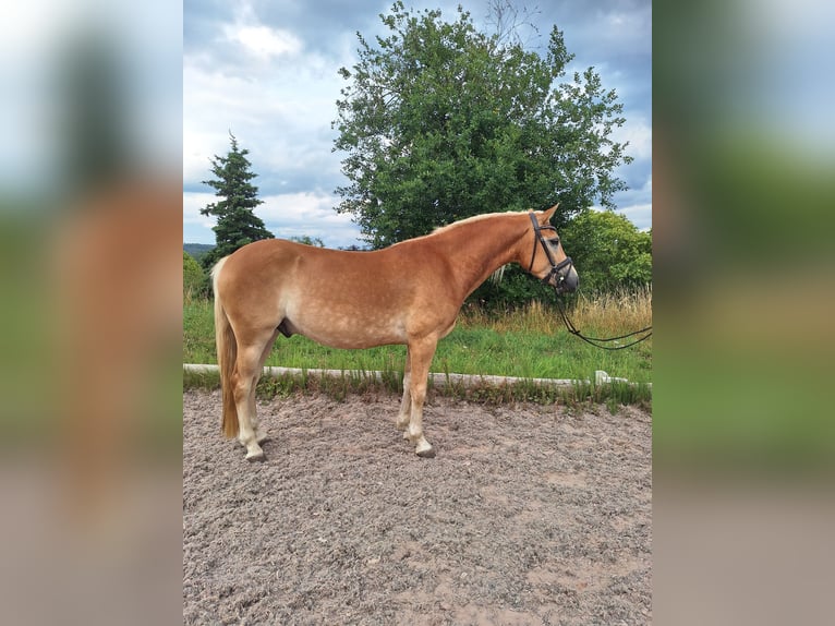 Edelbluthaflinger Wallach 4 Jahre 146 cm Fuchs in Schleusingen