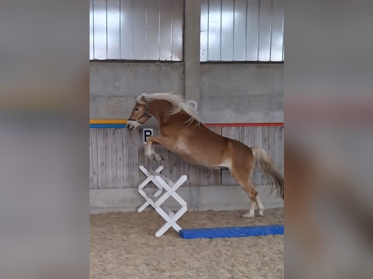 Edelbluthaflinger Wallach 4 Jahre 146 cm Fuchs in Schleusingen